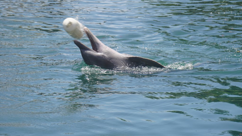 dsc08874.jpg