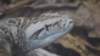 dsc09110_small.jpg