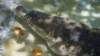 dsc09210_small.jpg