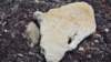 dsc09252_small.jpg